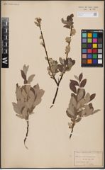 Foto von Salix aurita L. x Salix lapponum L.